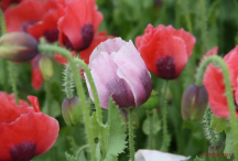 Mohnblüte im Waldviertel