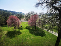 Der Garten mit Vogelgezwitscher